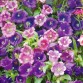510785-campanula-medium-chelsea-mixed
