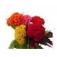511220-celosia-argentea-triangle
