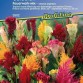 511280-celosia-argentea-feuerwerk-mix