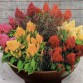 511400-celosia-argentea-plumosa