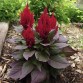 511450-celosia-argentea-new-look