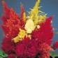 511500-celosia-argentea-plumosa-groep-thompsonii