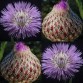 511950-centaurea-americana