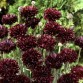 512000-centaurea-cyanus-black-ball