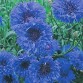 512100-centaurea-cyanus-blue-boy-blue-ball