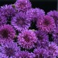 512175-centaurea-cyanus-mauve-ball