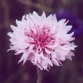 512200-centaurea-cyanus-tom-pouce-pink