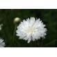 512210-centaurea-cyanus-tom-pouce-white
