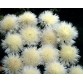 512410-centaurea-imperialis-the-bride