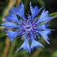 512570-centaurea-cyanus