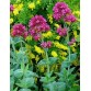 512600-centranthus-macrosiphon