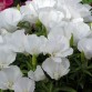 514050-clarkia-amoena-ssp-lindleyi-duchess-albany