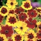 514655-coreopsis-tinctoria-goldenwave-mixed