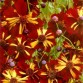 514660-coreopsis-tinctoria-roulette