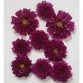 514702-cosmos-bipinnatus-double-click-cranberries
