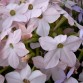 542200-nicotiana-sanderae-sirius-appleblossom
