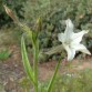 542352-nicotiana-bigelovii