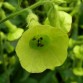 542400-nicotiana-langsdorffii-lemon-tree