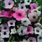 542430-nicotiana-mutabilis-marshmallow