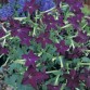 542444-nicotiana-sanderae-perfume-deep-purple-f1