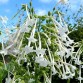 542450-nicotiana-sylvestris