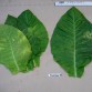 542501-nicotiana-tabacum-american-14