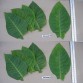 542502-nicotiana-tabacum-american-572