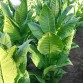 542503-nicotiana-tabacum-baiano