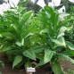 542508-nicotiana-tabacum-bolivian-criollo