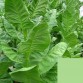 542510-nicotiana-tabacum-bursa