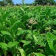 542512-nicotiana-tabacum-connecticut-broadleaf