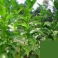 542514-nicotiana-tabacum-dominican-republic-olor