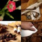 542516-nicotiana-tabacum-african-cherry-red