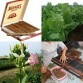 542517-nicotiana-tabacum-besuki