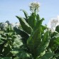 542518-nicotiana-tabacum-florida-sumatra