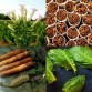 542521-nicotiana-tabacum-burley-jupiter