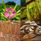 542522-nicotiana-tabacum-delgold