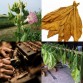 542524-nicotiana-tabacum-havana-yellow