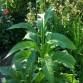 542526-nicotiana-tabacum-japan