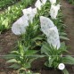 542527-nicotiana-tabacum-little-dutch