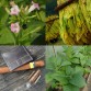 542529-nicotiana-tabacum-monte-calme-yellow
