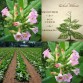 542540-nicotiana-tabacum-orient