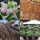 542570-nicotiana-tabacum-shirazi