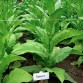 542571-nicotiana-tabacum-shirey