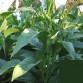 542581-nicotiana-tabacum-tennessee-red-leaf