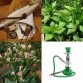 542584-nicotiana-tabacum-tik-konlak