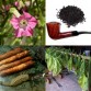 542600-nicotiana-tabacum-virginia-sweet-dark