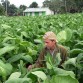 542604-nicotiana-tabacum-vuelta-abajo