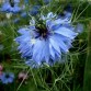 543000-nigella-damascena-miss-jekyll-light-blue