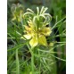 543300-nigella-orientalis-transformer